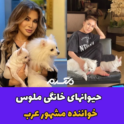 نوال زغبی