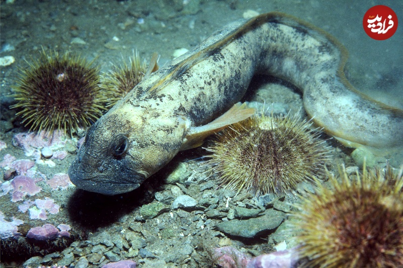 Ocean-Pout